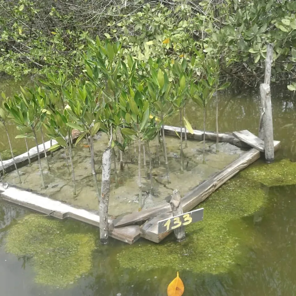 Plántulas de manglar sembradas en una parcela de restauración